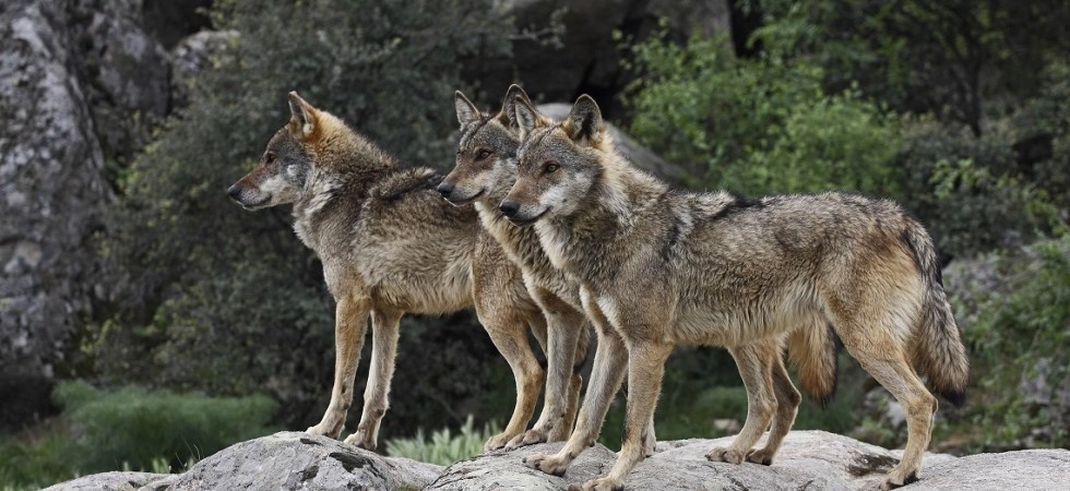 Racconta d'esser stato aggredito da tre lupi, ma si trattava di cani: allevatore denunciato per procurato allarme